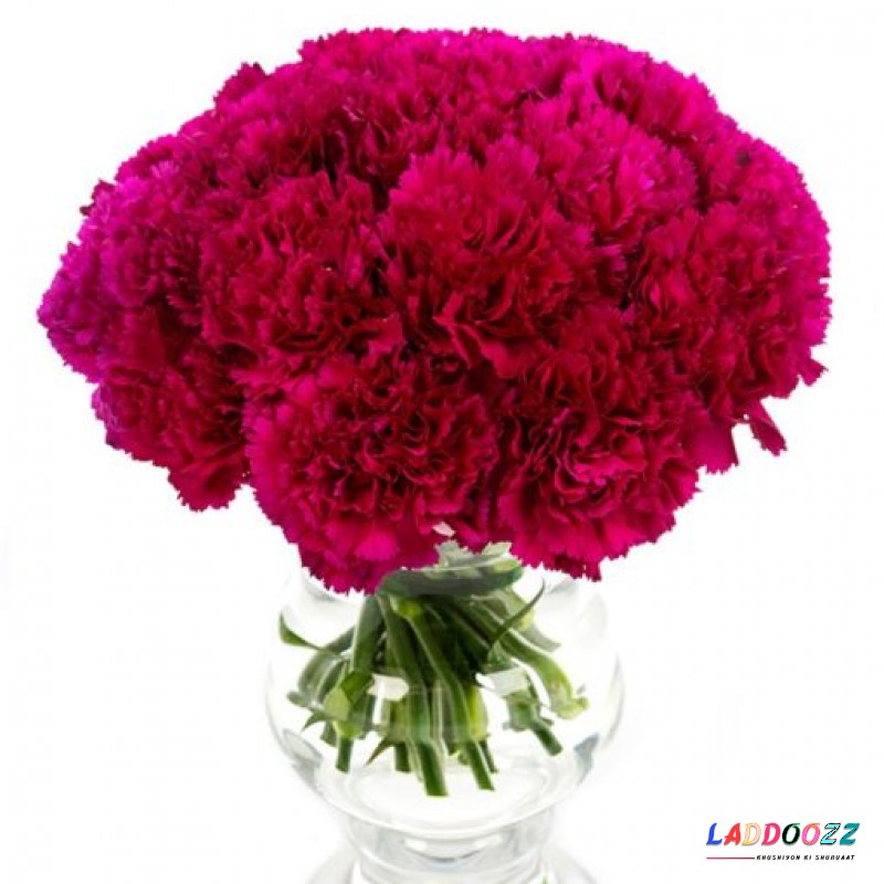 Magenta Carnations for Home or Office